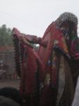 Abomey, Benin, Family Ancstors Ceremony, dancer