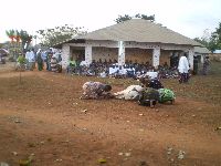 Abomey, Benin, Women's Society (Amazons) ceremony, cow to be sacrificed.