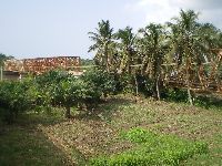 Grand Popo, Benin, Coconut palms and farm