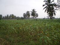 Aneho, Togo, casava farm