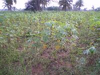 Aneho, Togo, casava farm