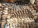 Lome, Togo, traditional medicine market, animal heads