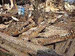 Lome, Togo, traditional medicine market, animal heads