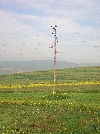 Storks perch on a power pole