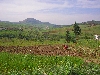 Woman farming, west of Nafta
