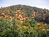 Coastal dune covered with vegetation near Tabarka