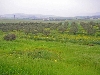 Wheat fields and olive trees, north of Jendouba