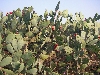 prickly pear cactus with fruit