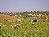 Traditional tents and sheep grazing near El Kef