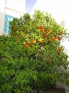 Orange tree