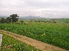 Countryside near Testour