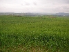 Countryside near Testour