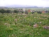 Ain Tonga Roman / Byzantine archeological site