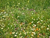 Wildflowers near Teboursouk