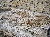 Mosaic floor in Roman villa, Dougga