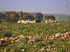 Tunisia farm near Teboursouk