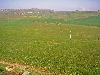 Tunisia farm near Teboursouk