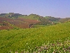 Tunisia farm near Teboursouk