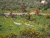 Bee hives near Thibar