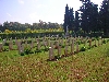 Thibar: Commonwealth War Cemetery