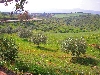 Olive trees replace vineyards near Thibar