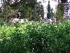 Overgrown Catholic cemetery, Beja