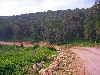 forest, Tunisia