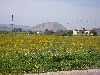 Rural scene west of Nafta