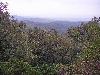 forest, southern slope, Khroumirie Mountains