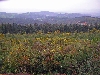logged area and forest, southern slope, Khroumirie Mountains