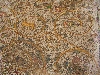 mosaic, house of the hunter, Bulla Regia