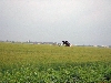 Stork take fligt, Bulla Regia