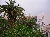 Trees and roof tops, Jendouba