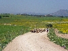 Congestion on the road to Hammam Mellegue, El Kef