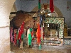 Camel, Bi'r Ruta (Barruta), Kairouan