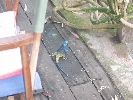 Klicken Sie auf das Bild, um es zu vergrößern