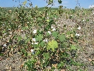 Klicken Sie auf das Bild, um es zu vergrößern