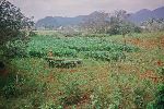 Tobacco harvest, Pinar del Rio, Cuba