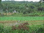 rural farm, Pinar del Rio, Cuba
