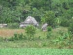 bohio, rural farm, Pinar del Rio, Cuba