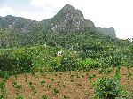 young mango orchard, Pinar del Rio, Cuba