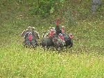 Turkey, Pinar del Rio, Cuba