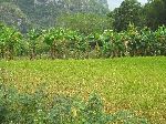 Rice, Pinar del Rio, Cuba