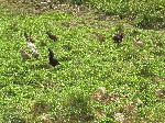 Chicken, Pinar del Rio, Cuba