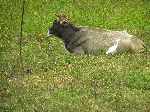 Cow and cattle egret, Pinar del Rio, Cuba
