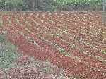 Very young tobacco, Pinar del Rio, Cuba