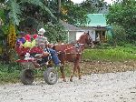Horse cart, rural Pinar del Rio, Cuba