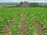 Young tobacco, Pinar del Rio, Cuba