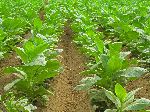 Mature tobacco plant, Pinar del Rio, Cuba