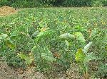 Malanga (taro, edo, coco yam in other places)